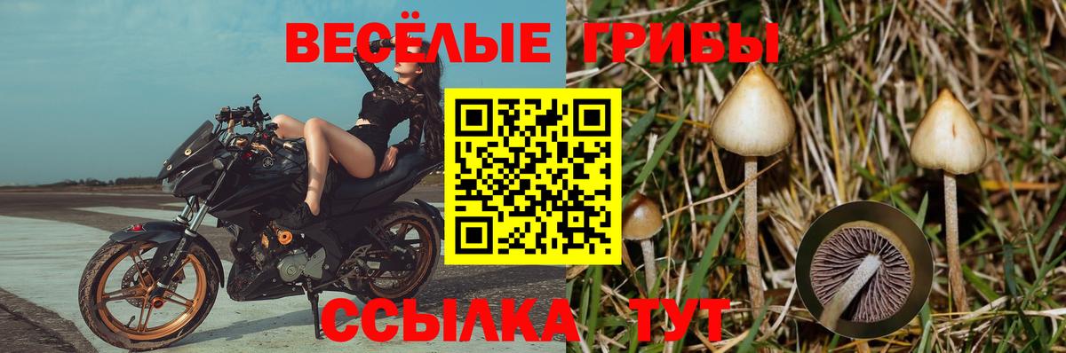 Чебоксары  Псилоцибиновые грибы мухоморы  Вход с VPN  Галлюциногенные грибы Psilocybe 